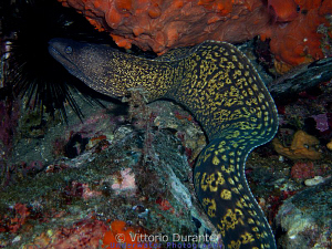 Mediterranean Morrey by Vittorio Durante 